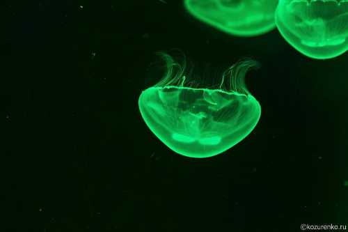 укус медузы